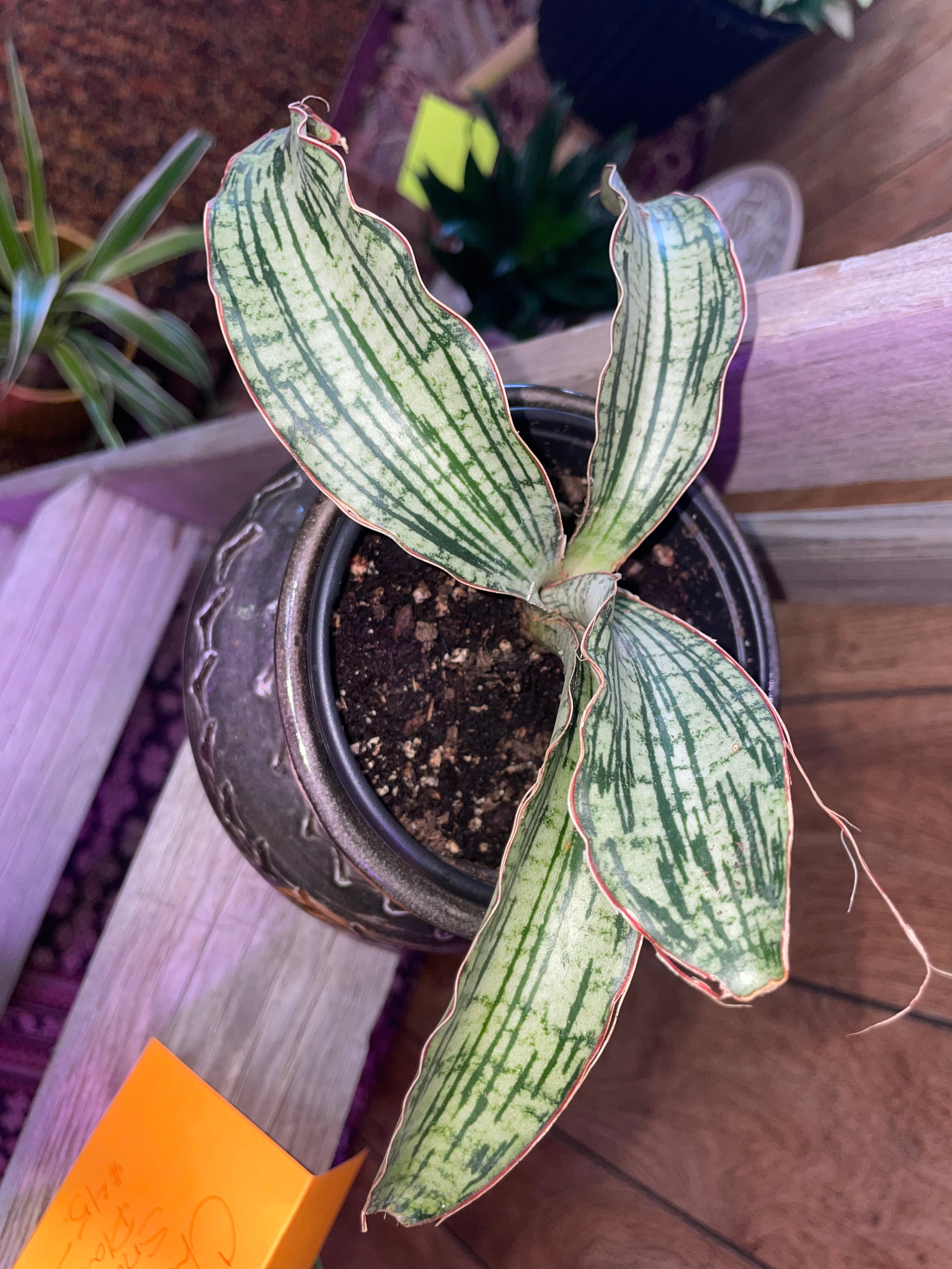 Cleopatra Snake Plant w pot