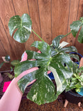 Monstera Thai Constellation