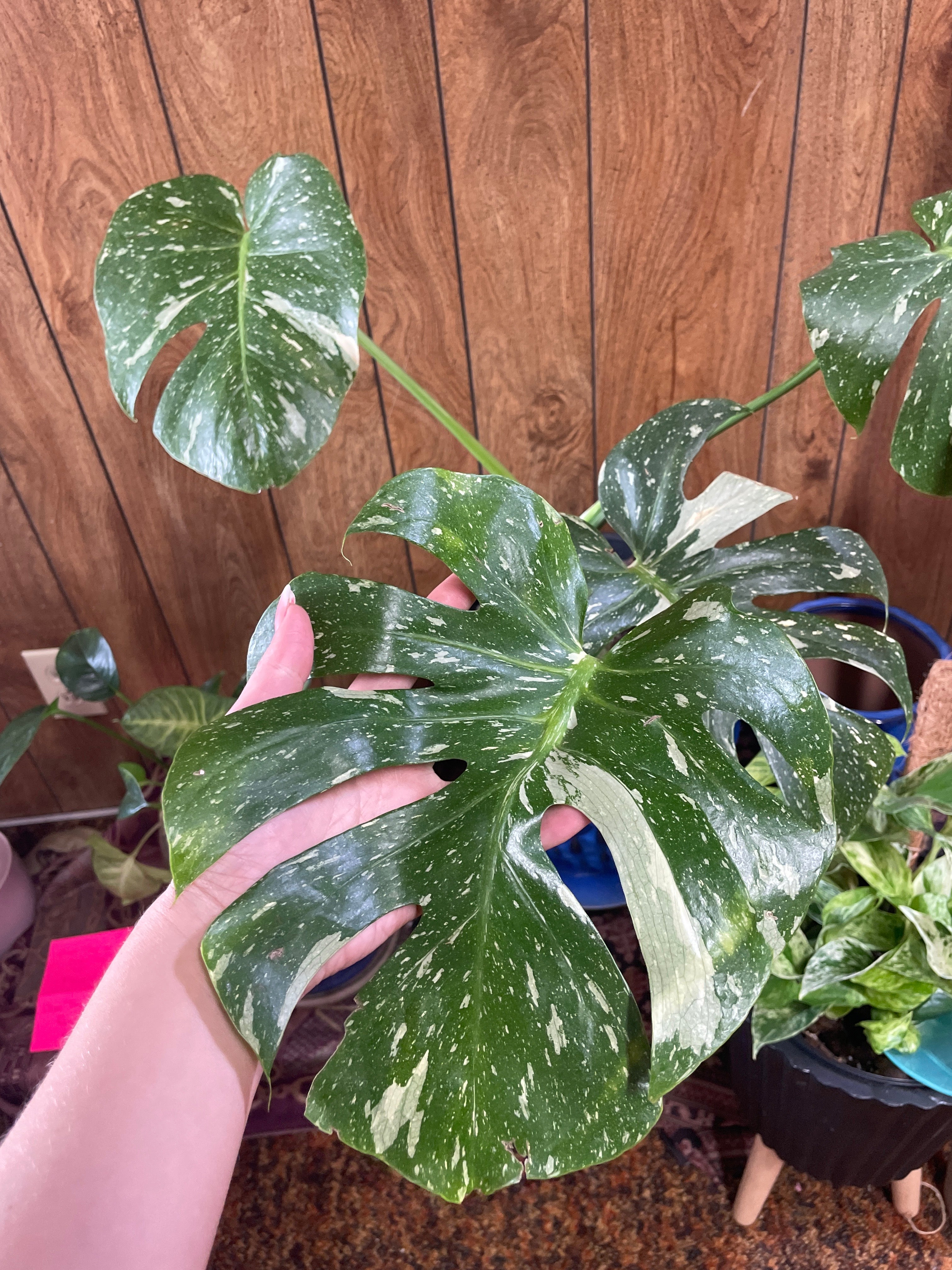Monstera Thai Constellation