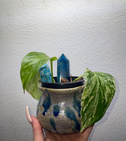 Marble Pothos