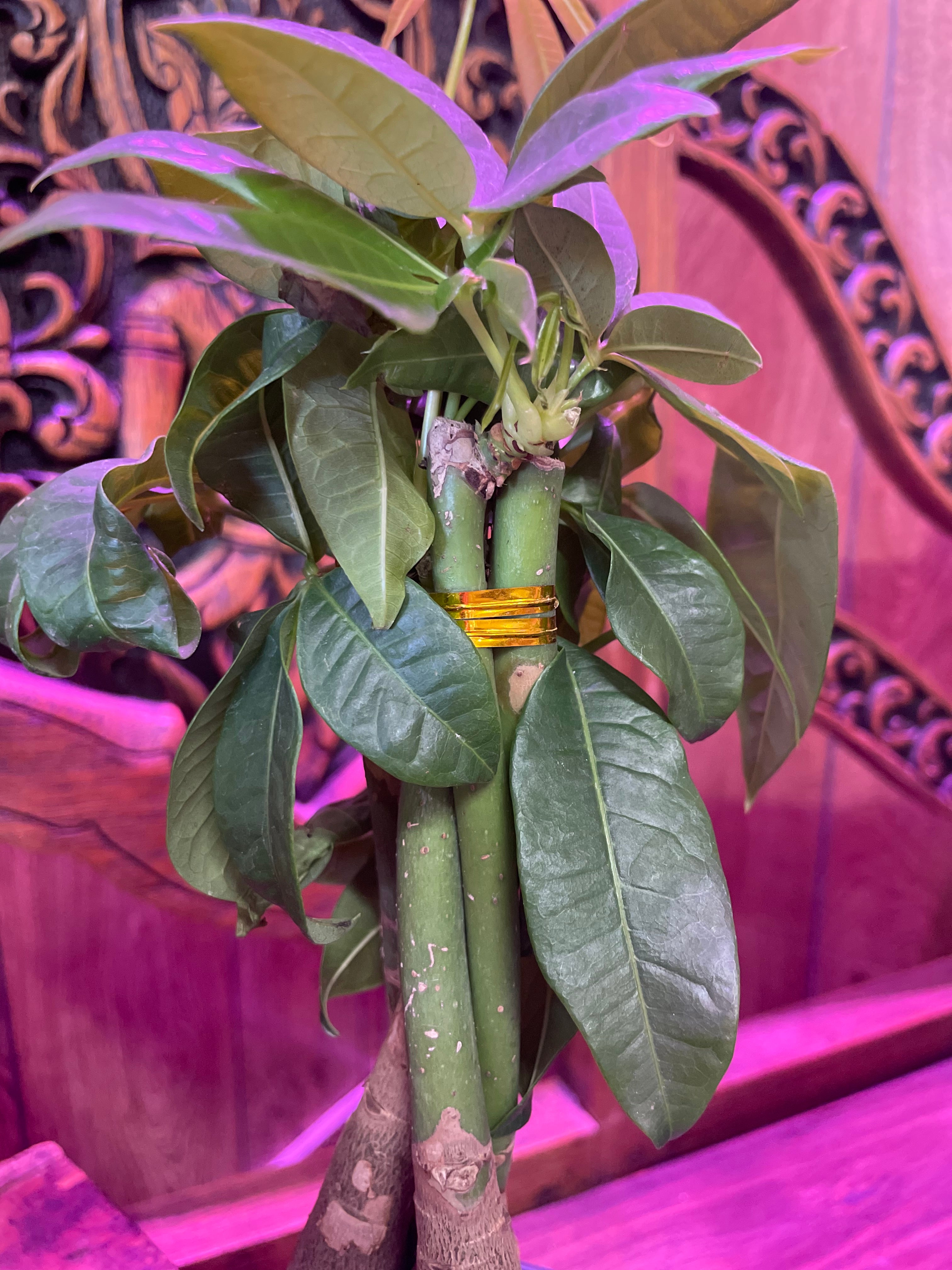 Money tree