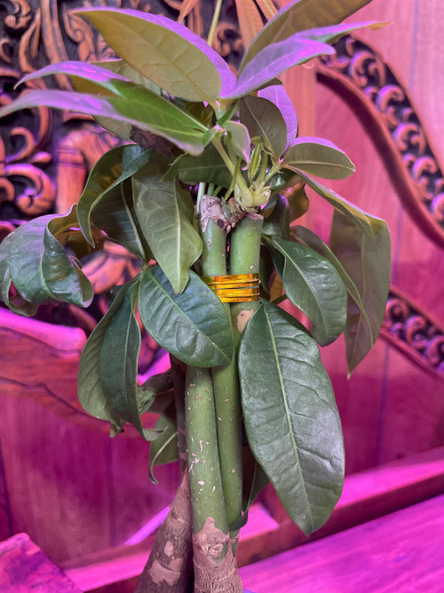 Money tree