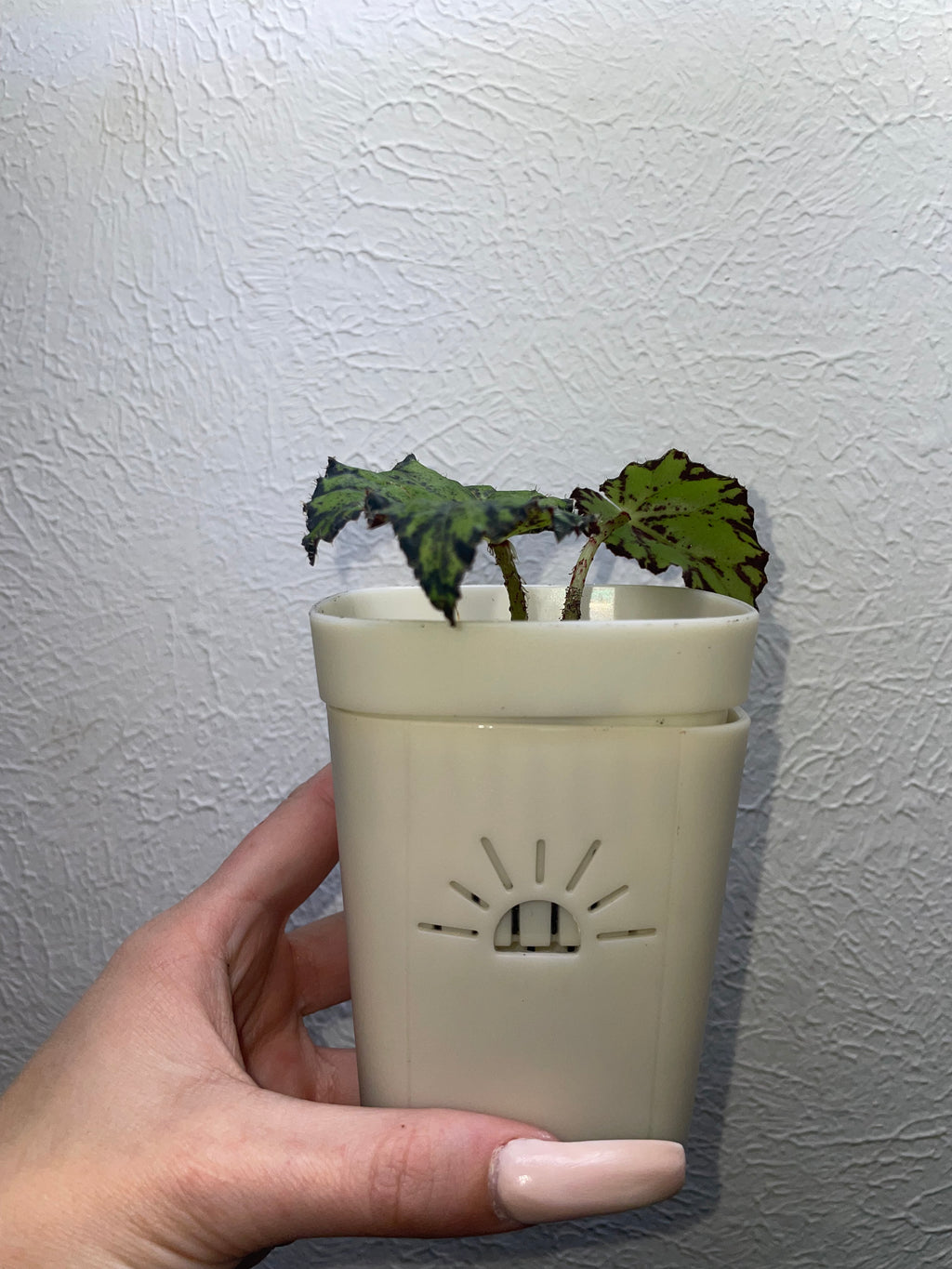 Rex Begonia
