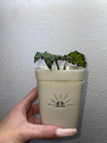 Rex Begonia