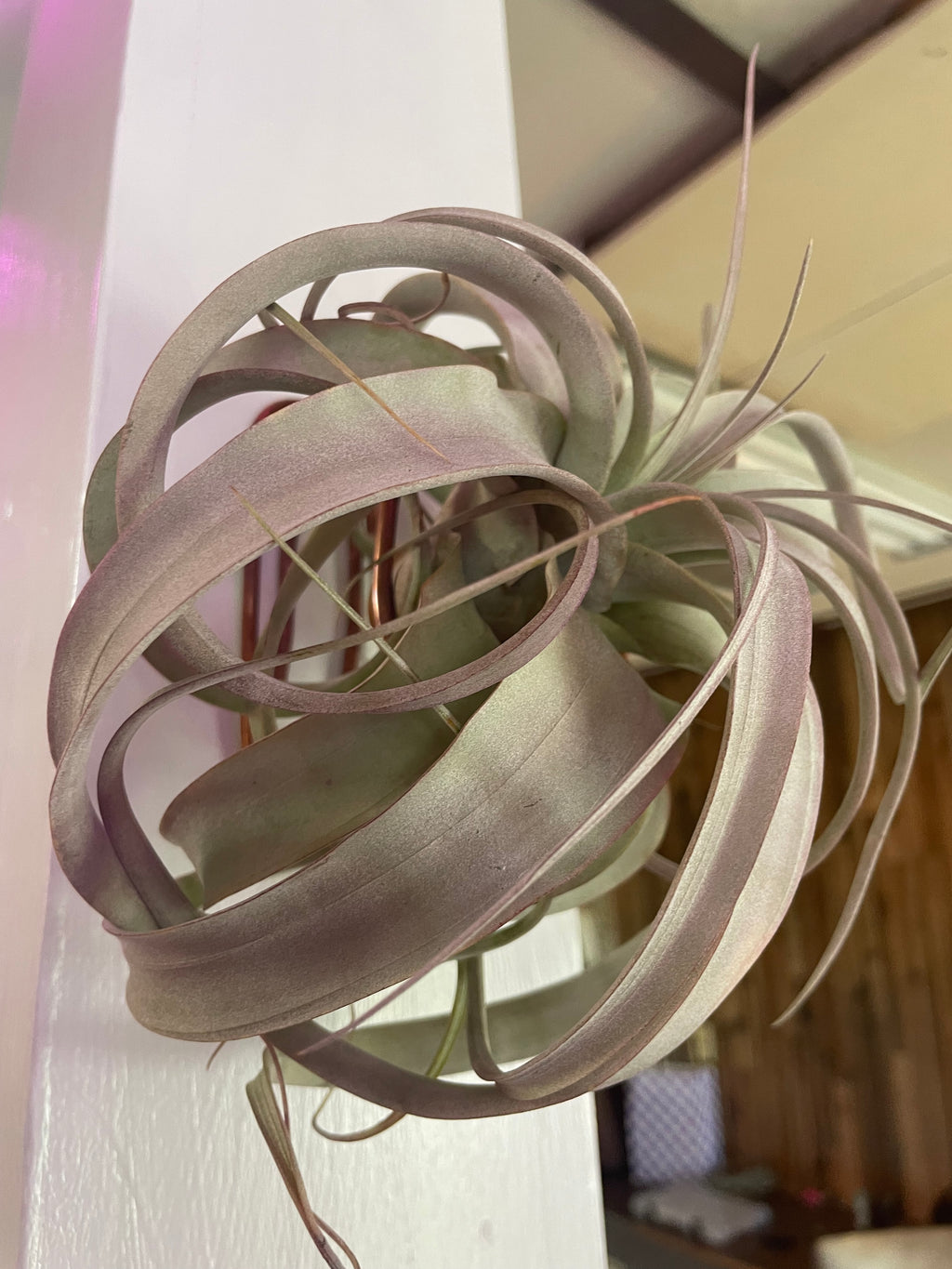 Airplant and Stand