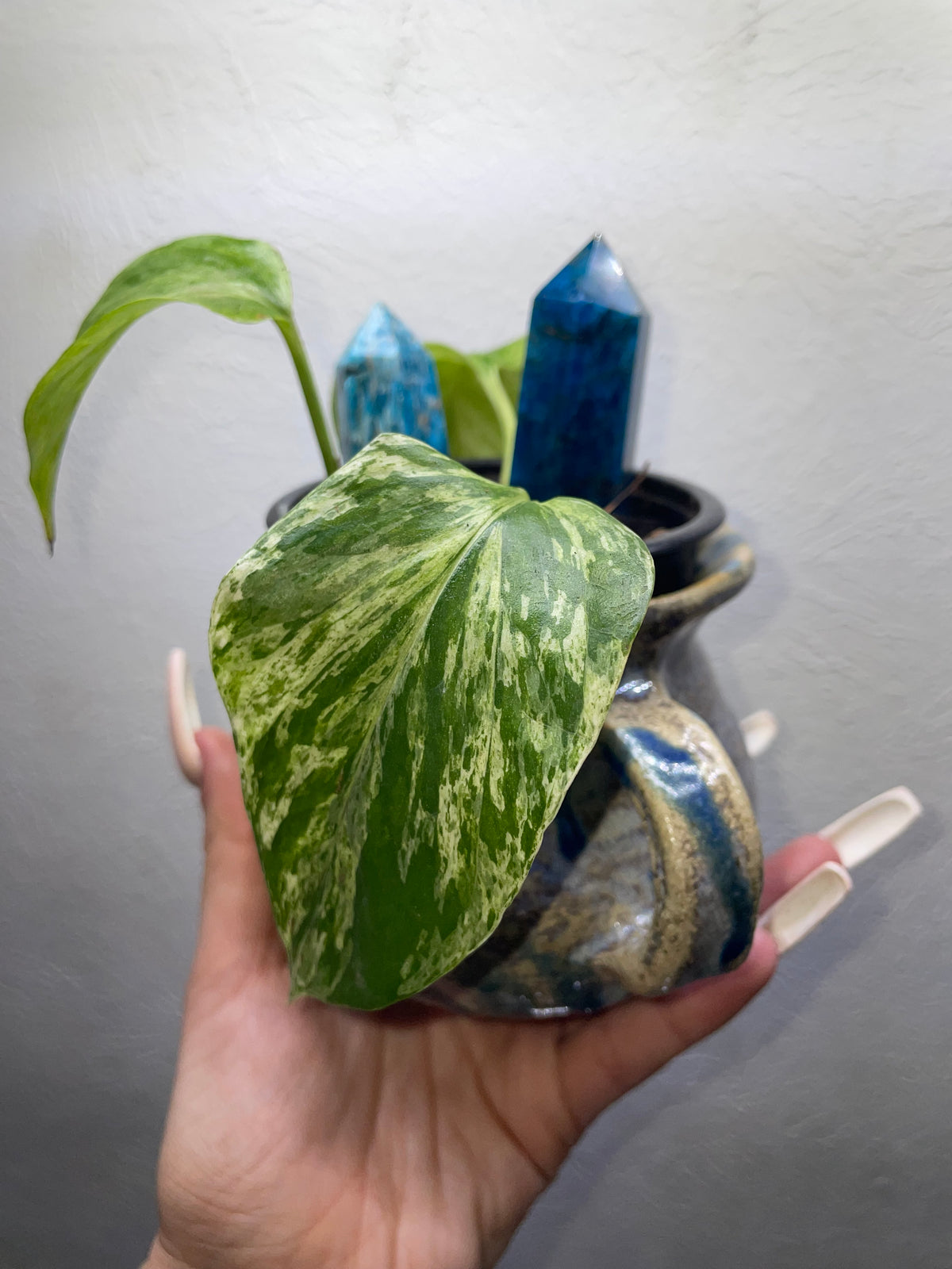 Marble Pothos