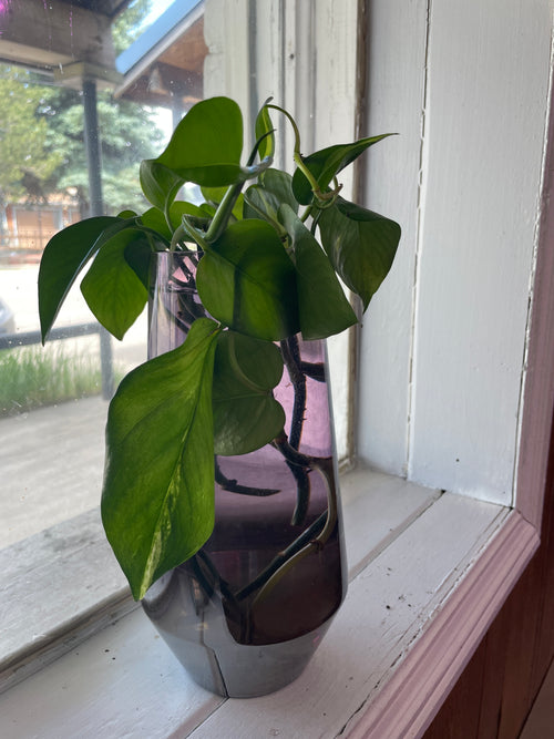 Hydro Plants
