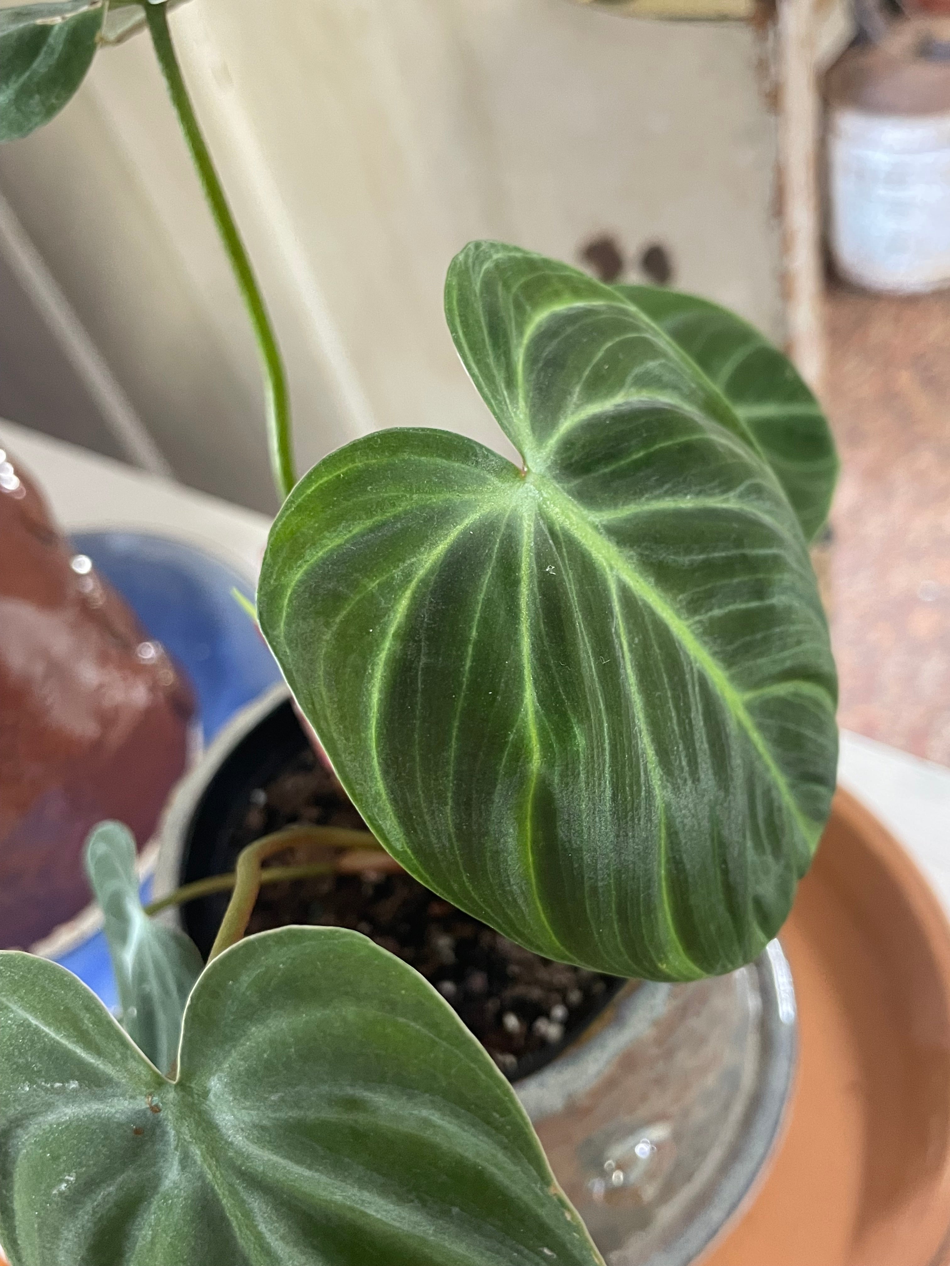 Black Gold Philodendron
