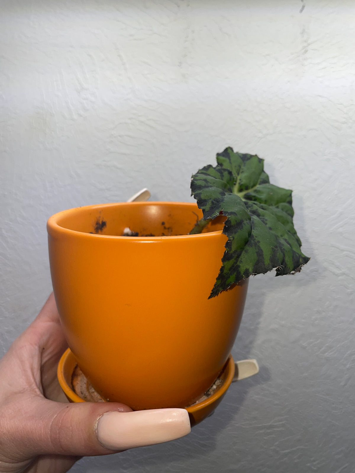 Rex Begonia