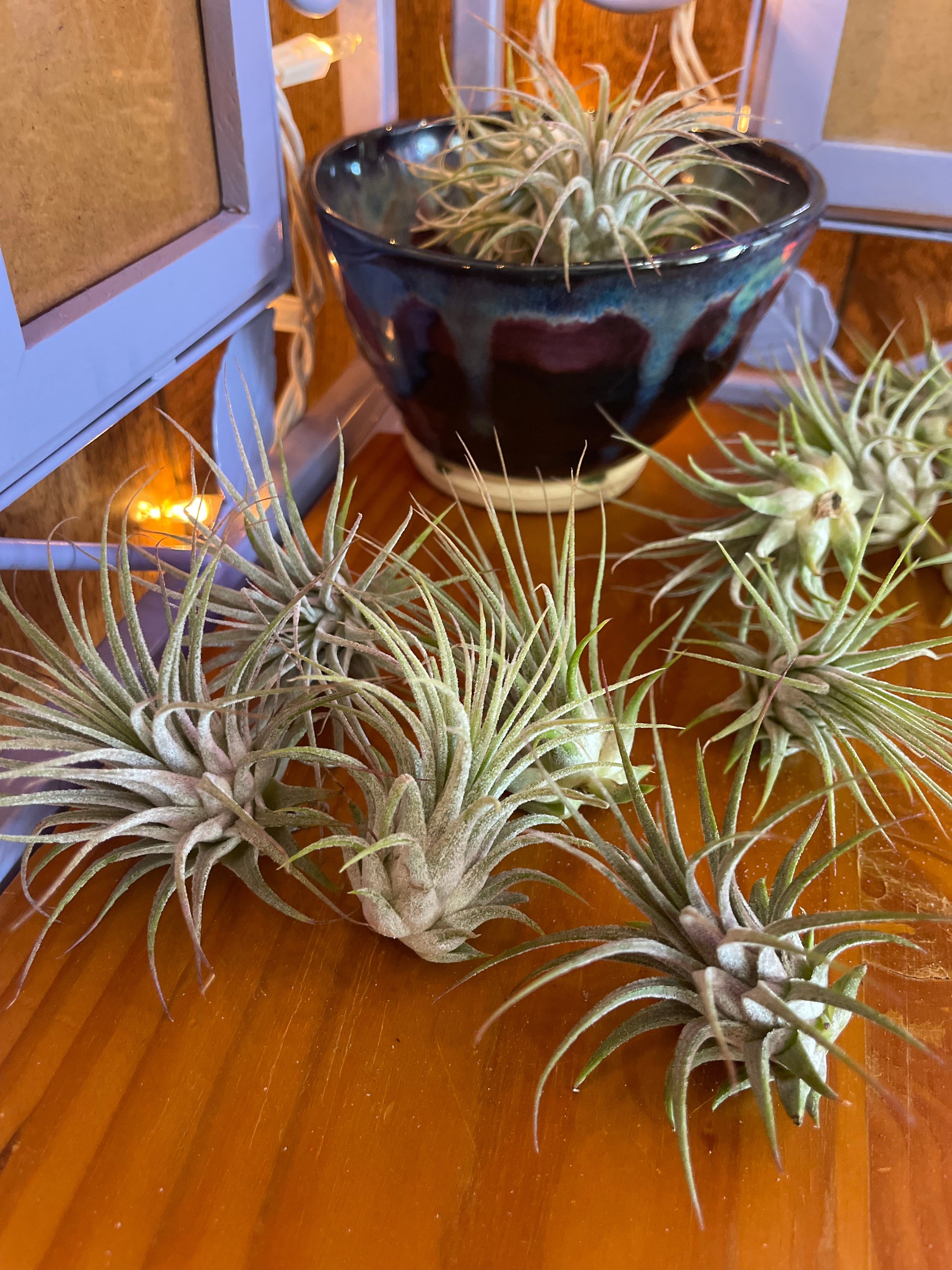 Tiny Air Plants