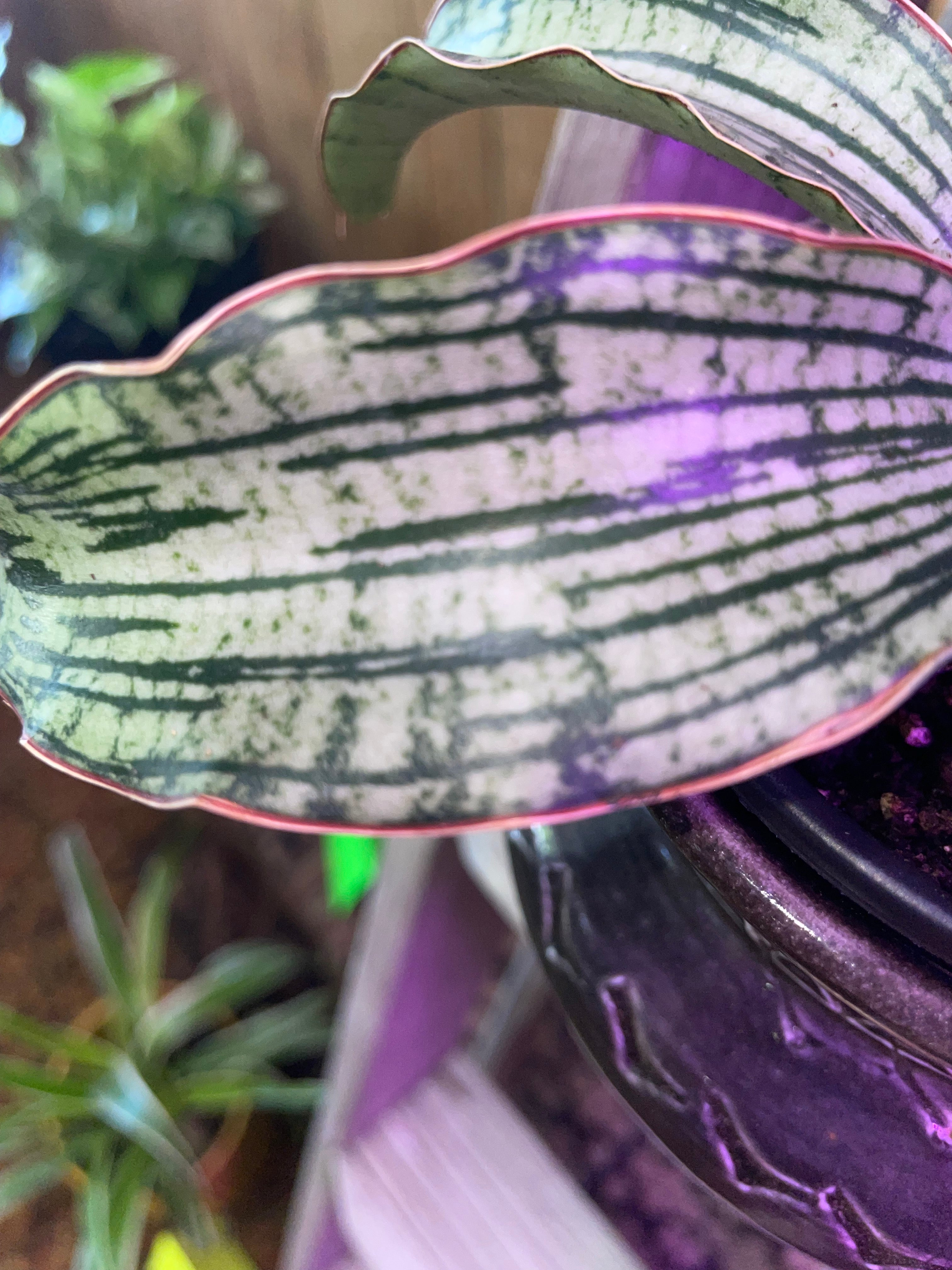Cleopatra Snake Plant w pot
