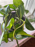 Hydro Plants