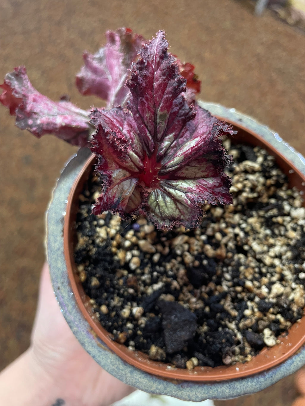 Variety of Begonias