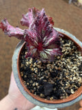 Variety of Begonias