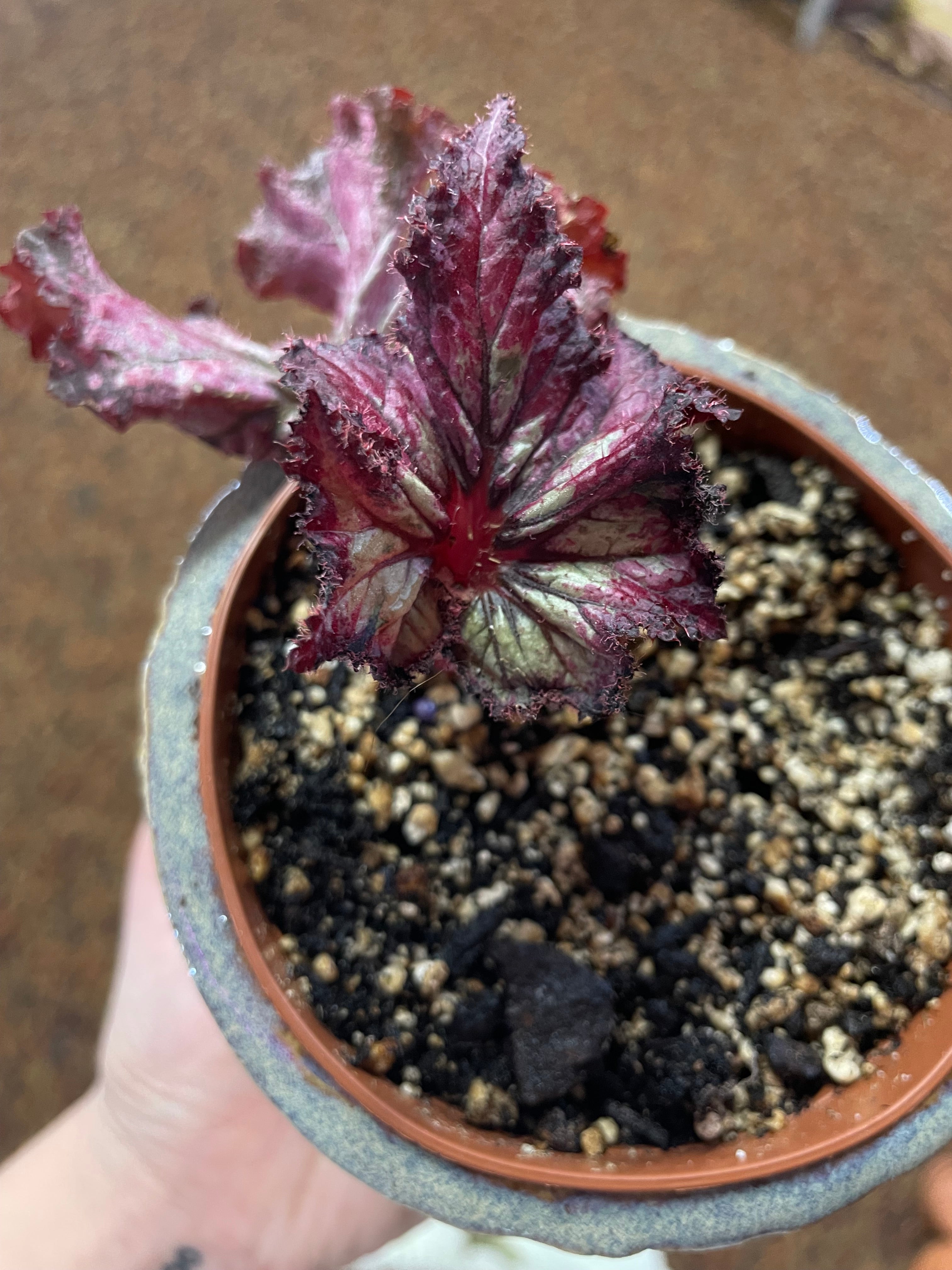 Variety of Begonias