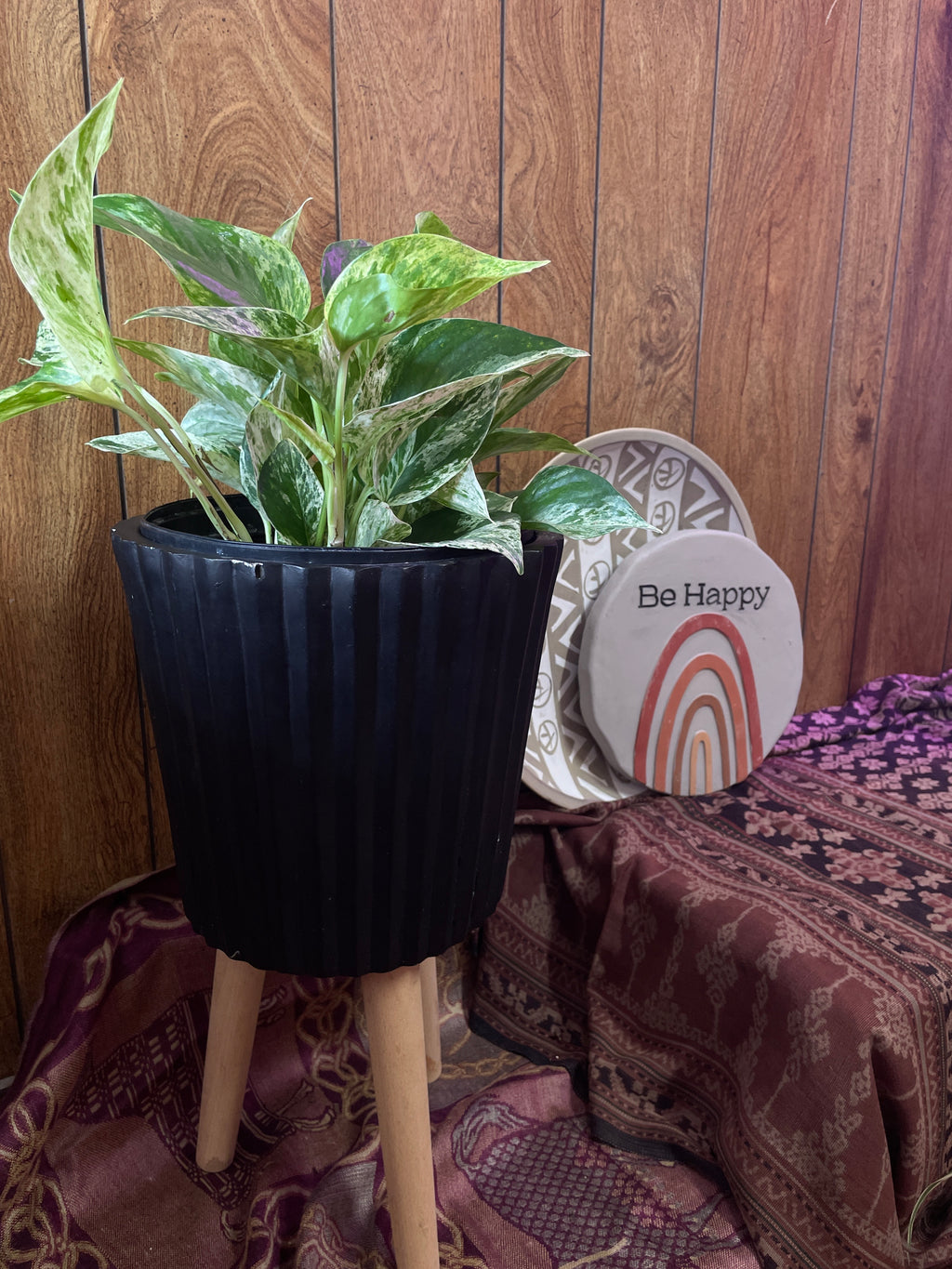 Queen Marble Pothos