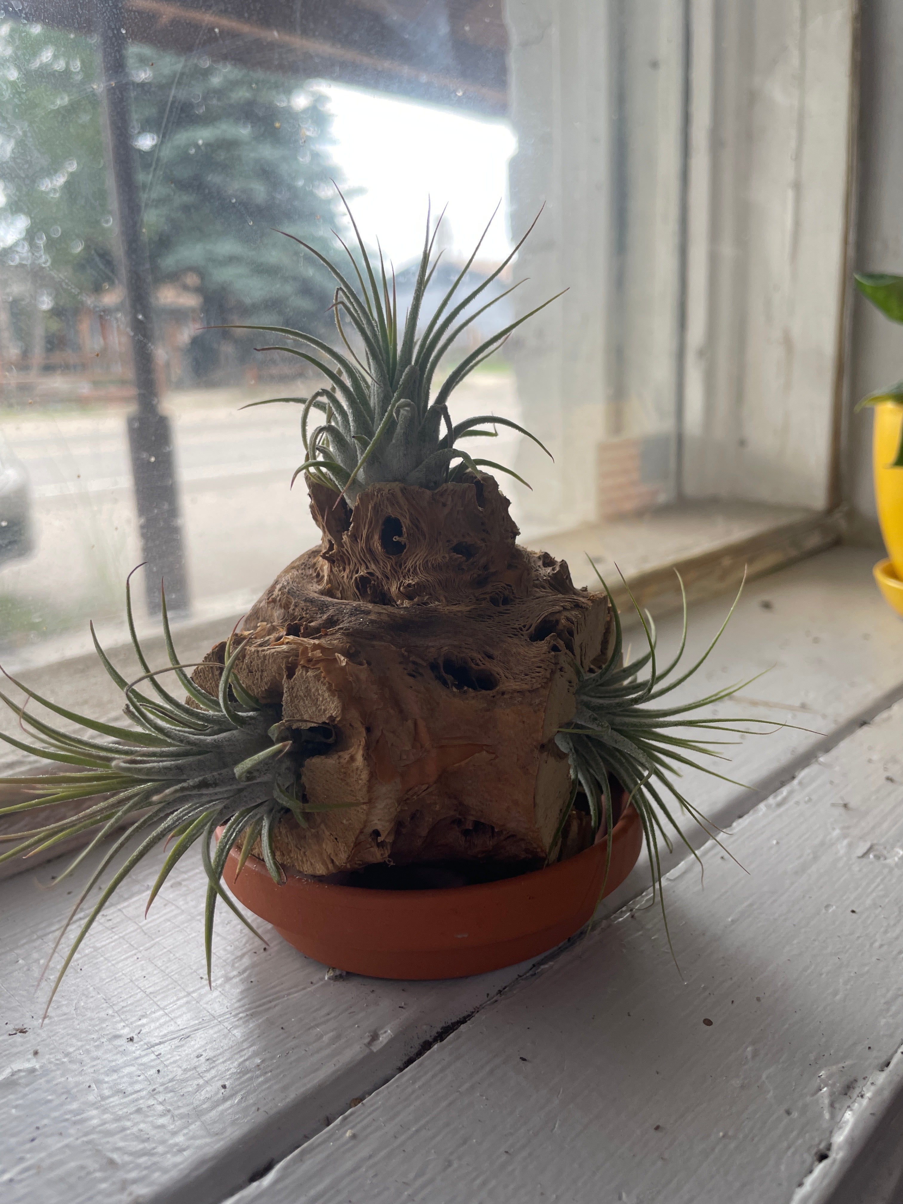 Air Plants and Display