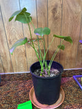 Monstera