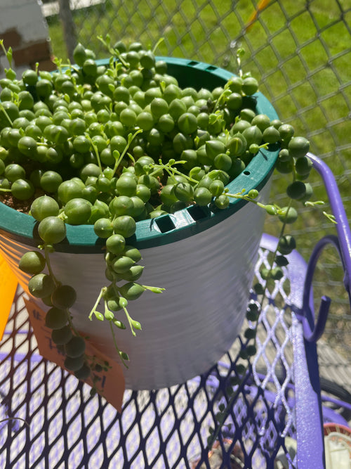 Large String of Pearls