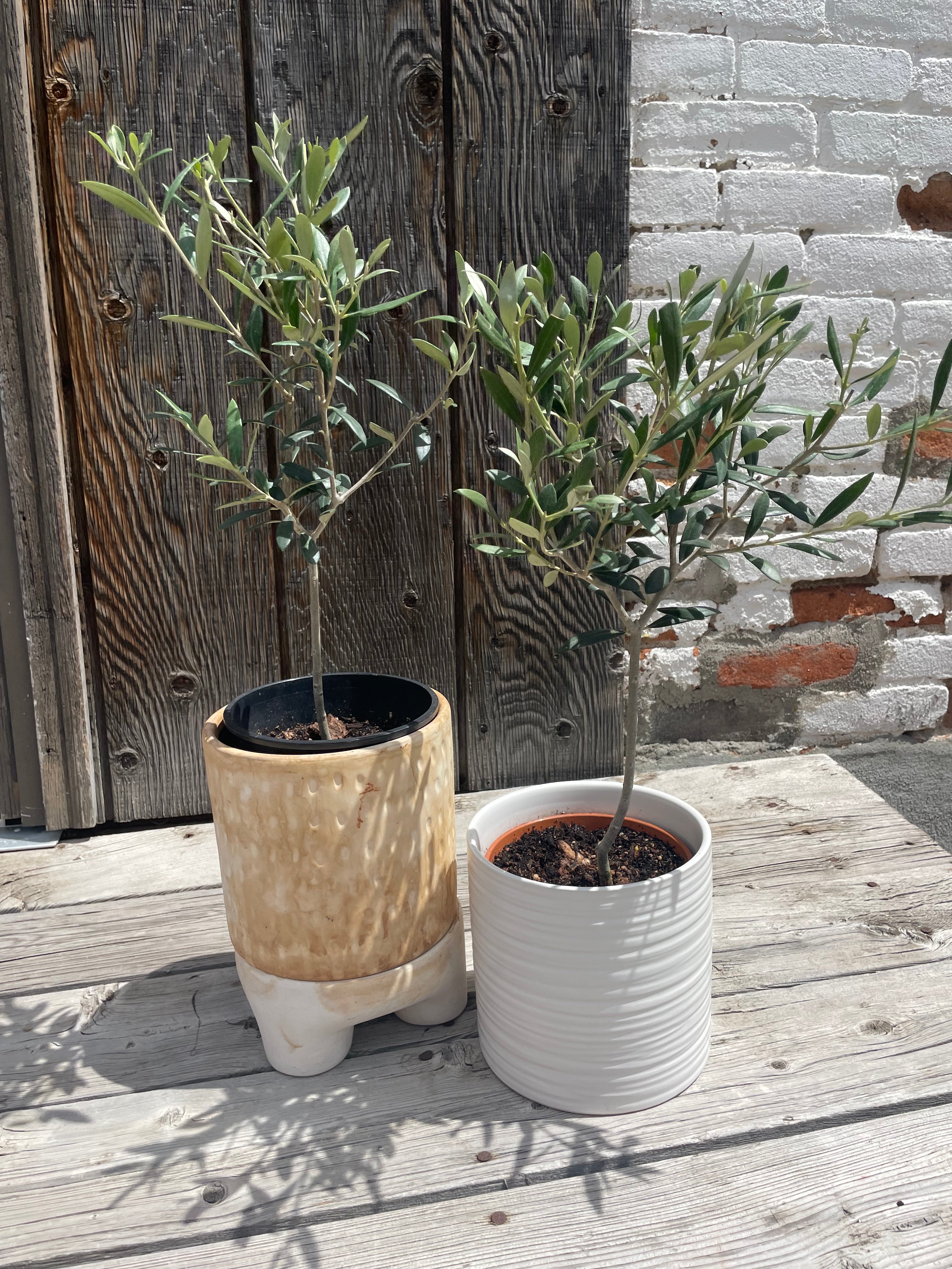 Olive Tree with pot