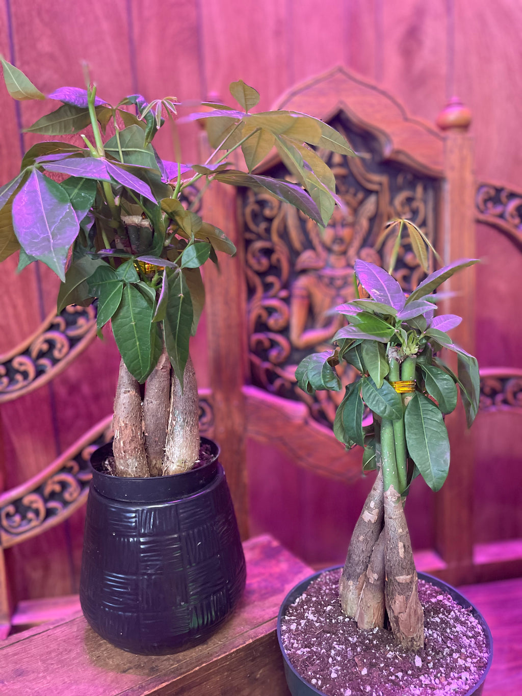 Money tree