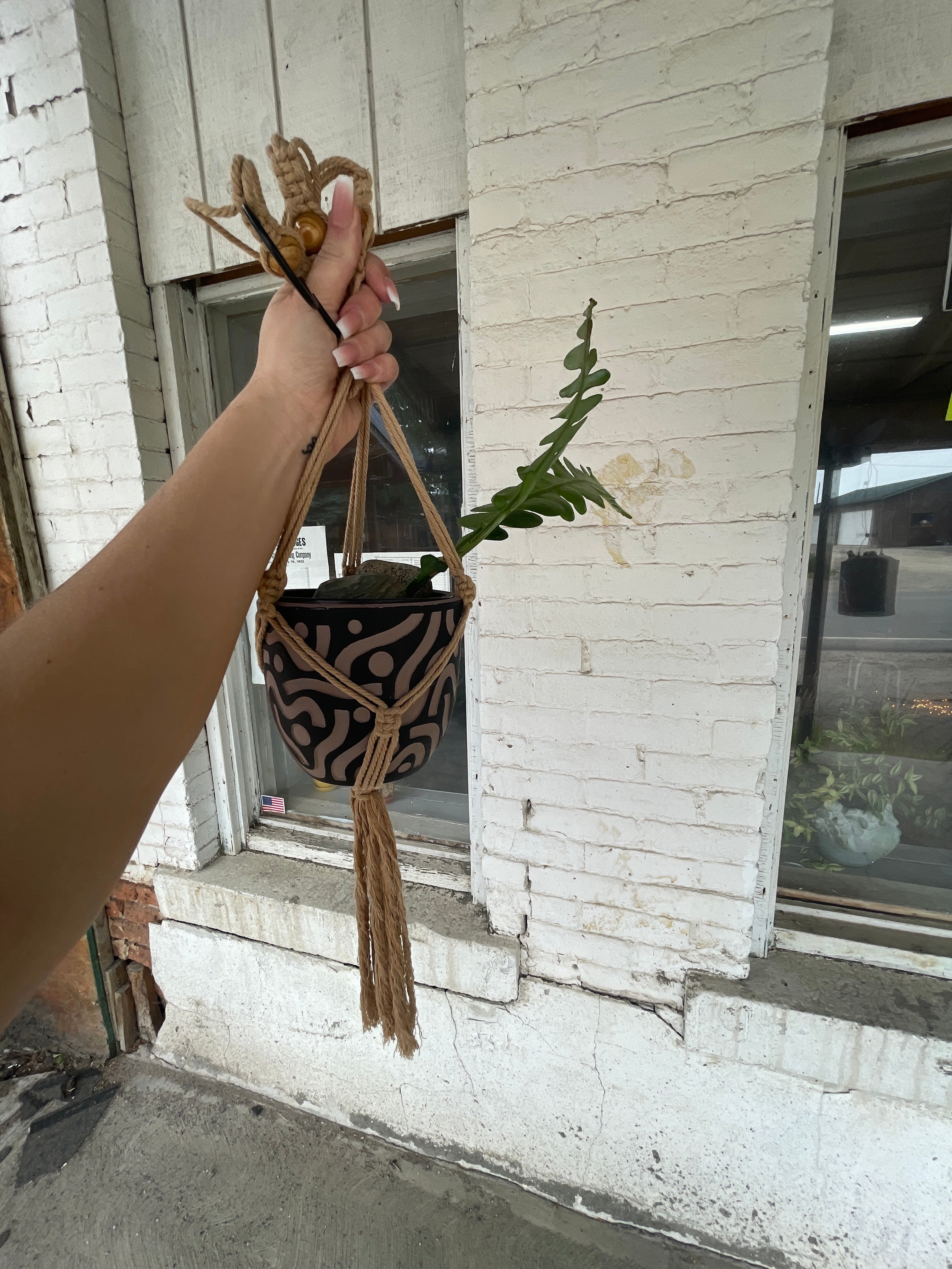 Hanging Fishbone Cactus