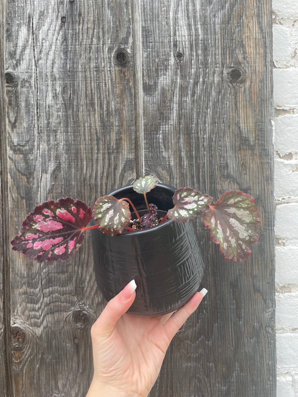 Variety of Begonias
