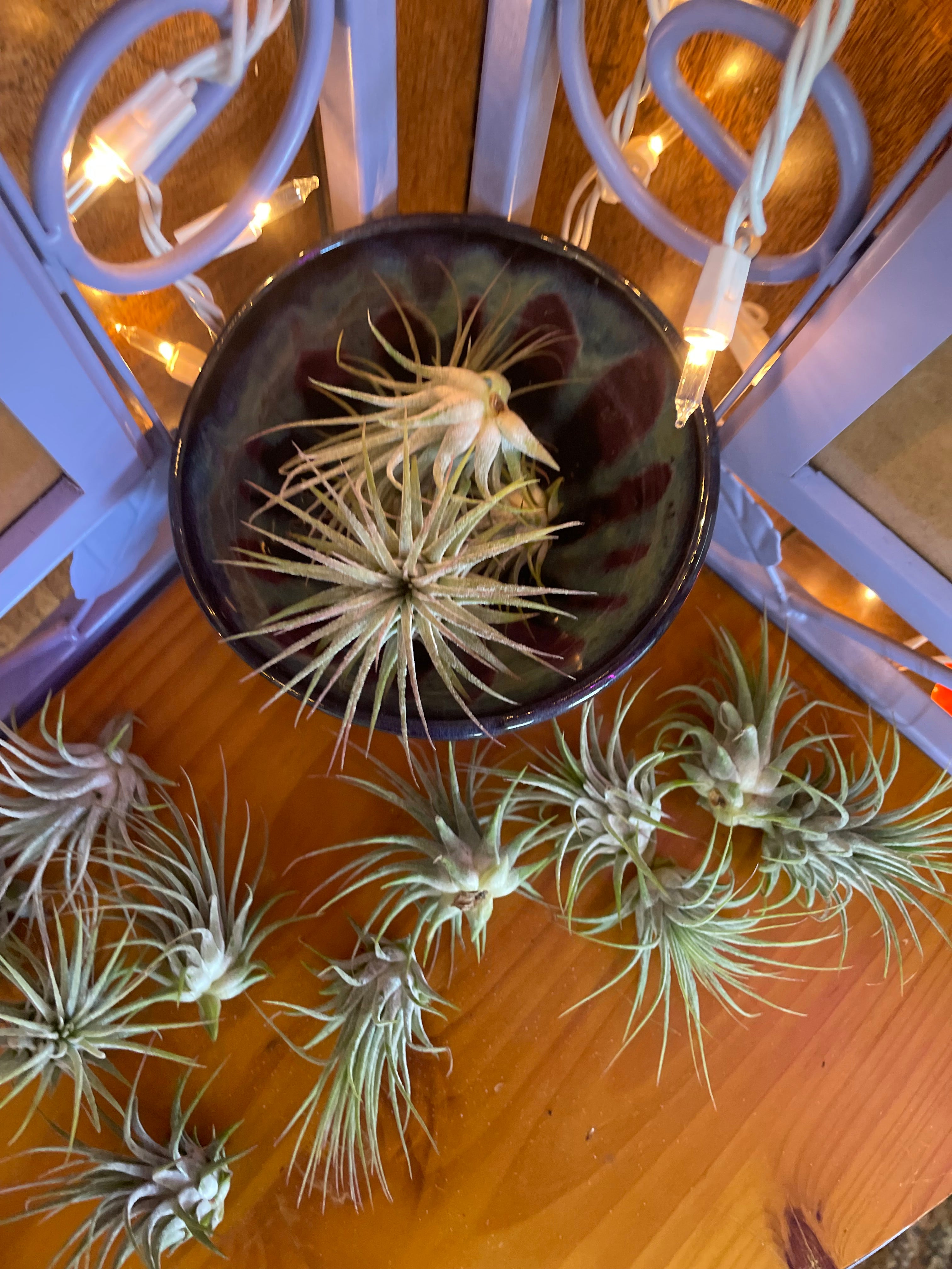 Tiny Air Plants