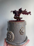 Begonia with handmade Pot