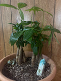 Money Trees and Stones