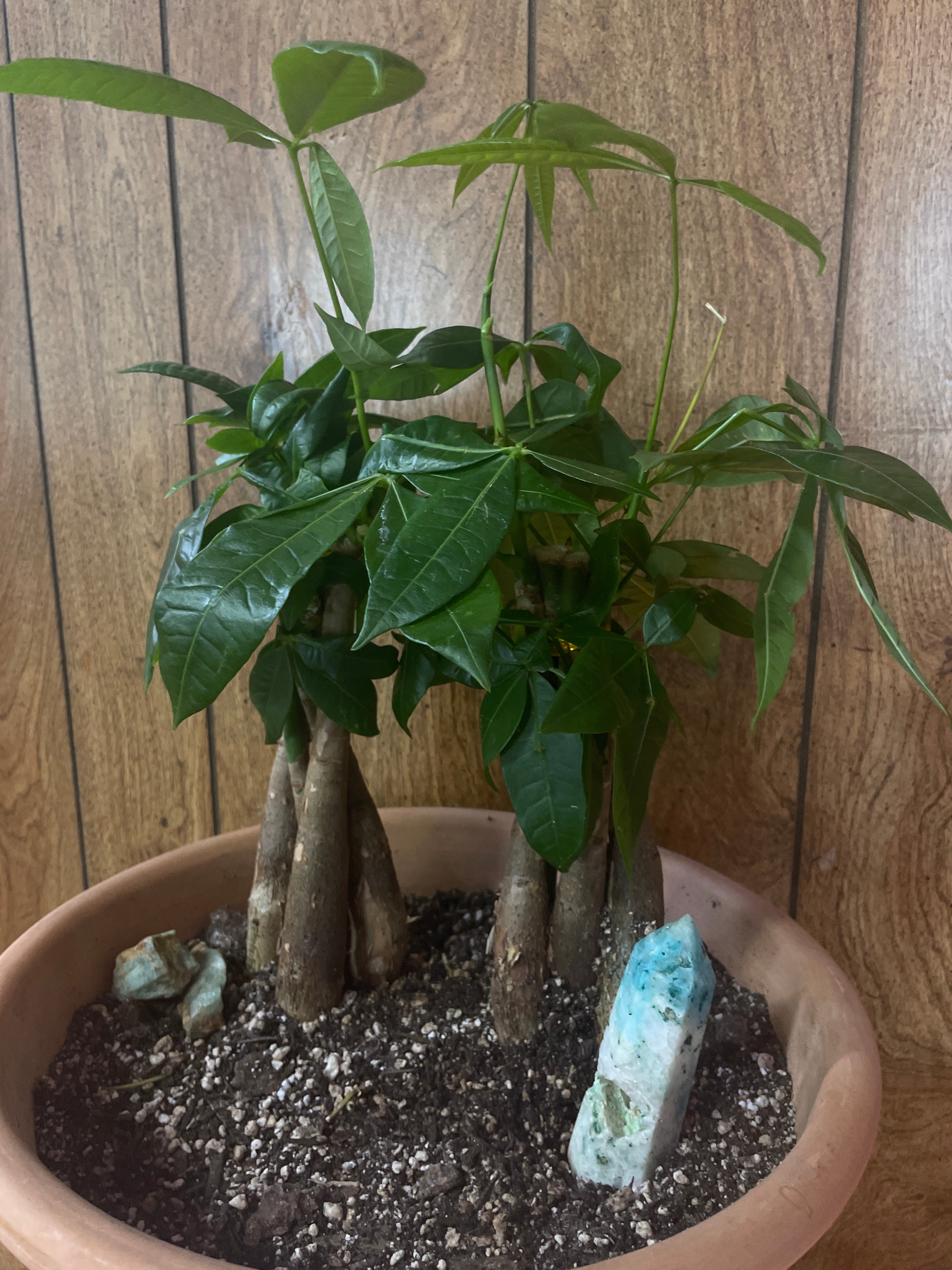 Money Trees and Stones