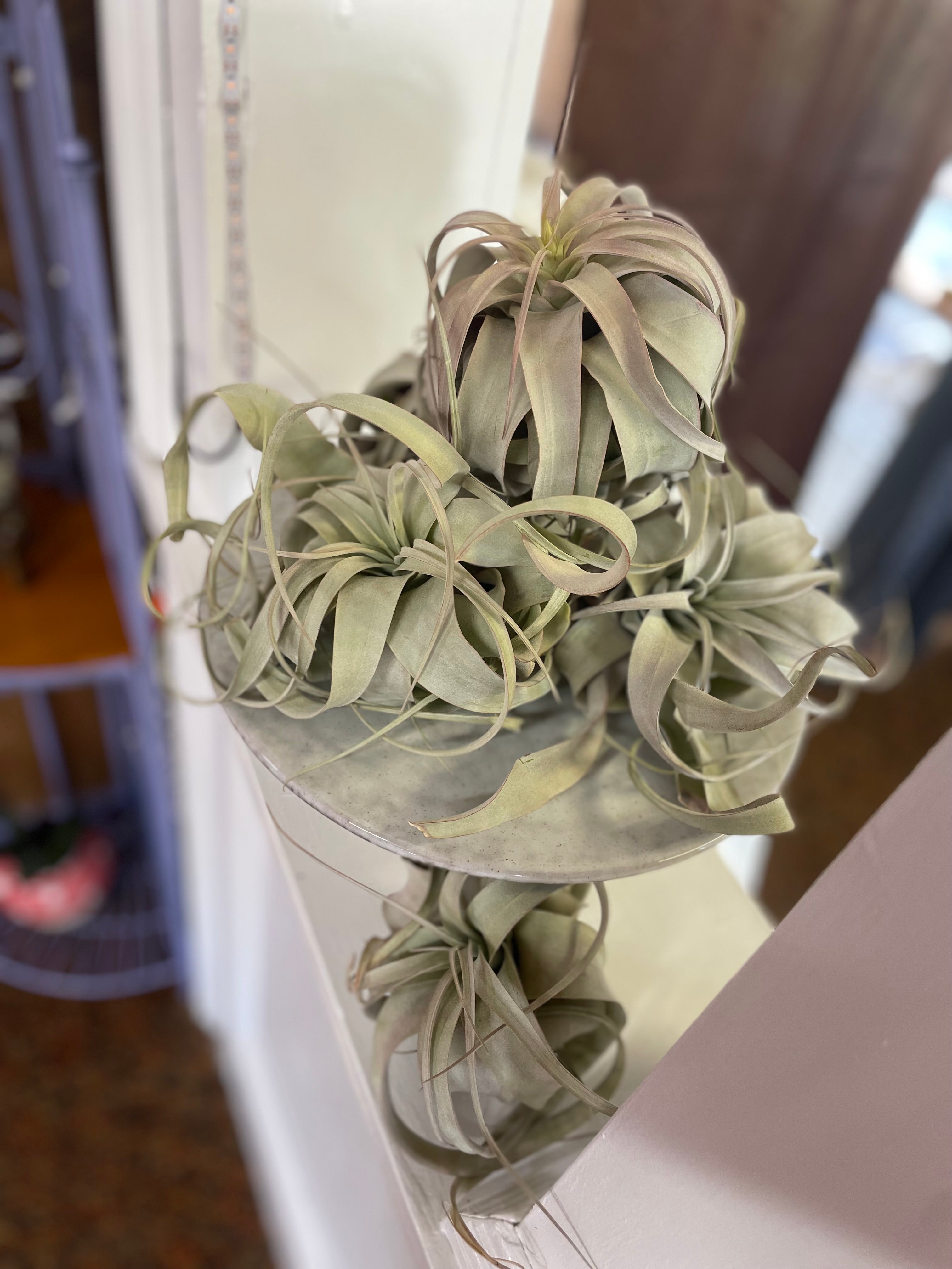 XXXL Air Plant
