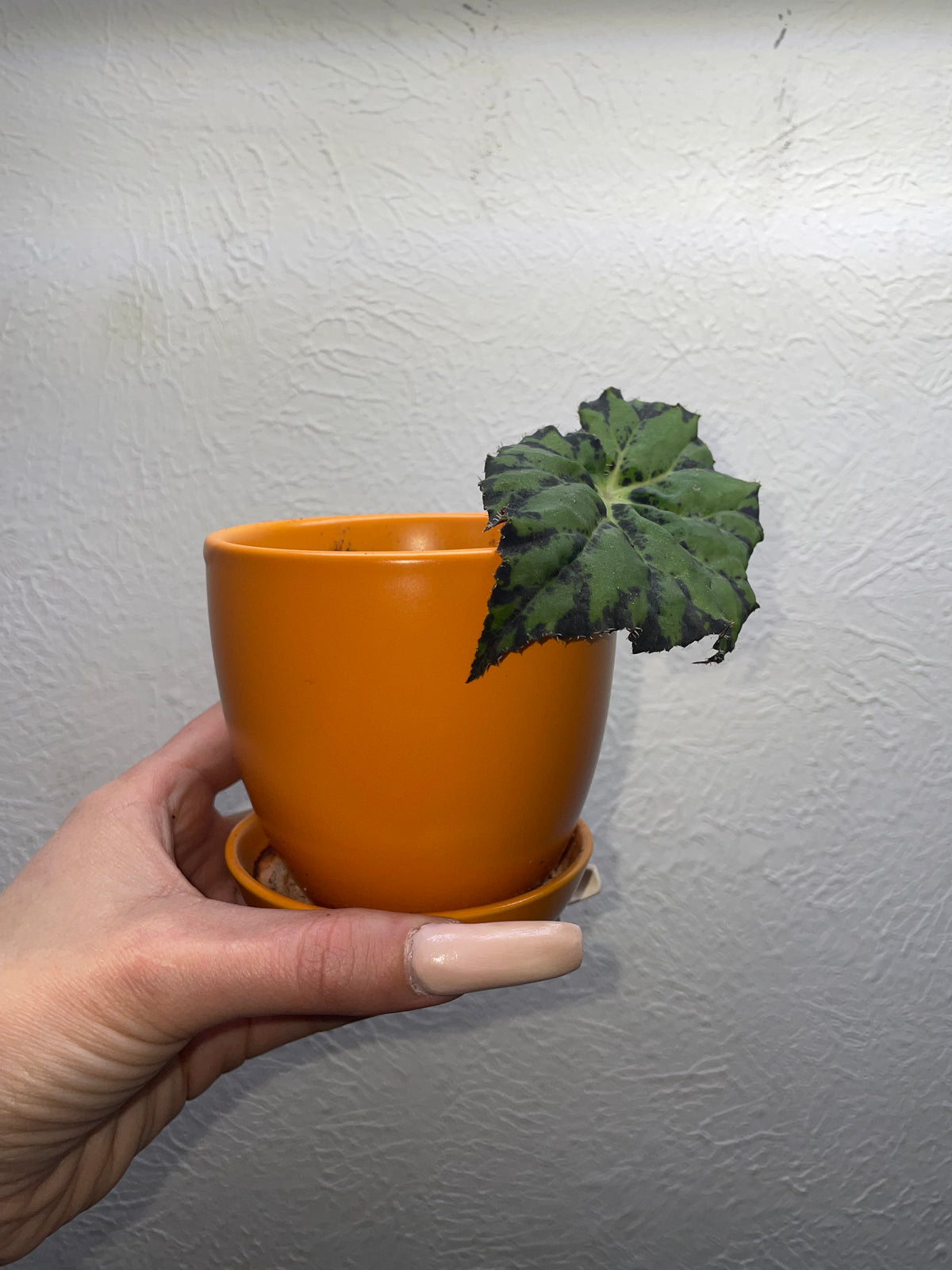 Rex Begonia
