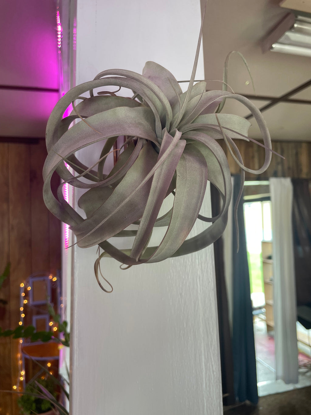 Airplant and Stand