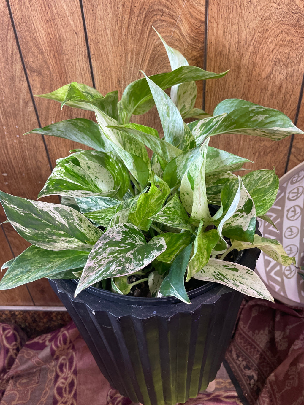Queen Marble Pothos