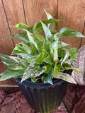 Queen Marble Pothos