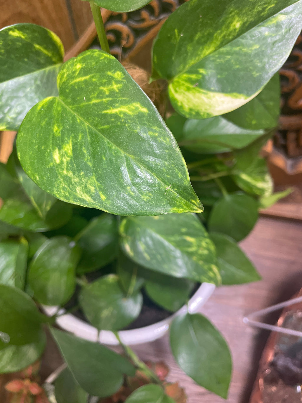 Large golden climbing Pothos