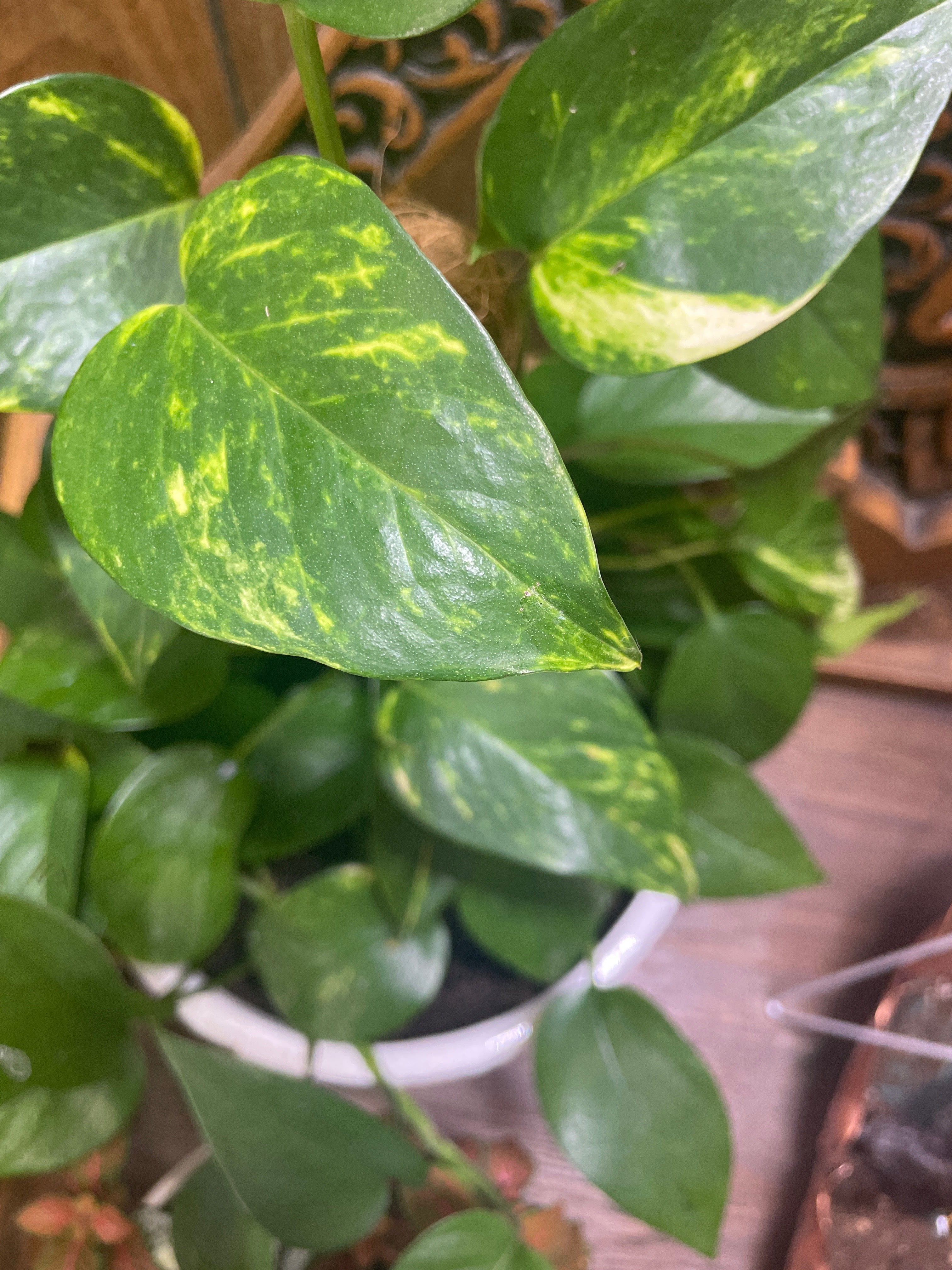 Large golden climbing Pothos
