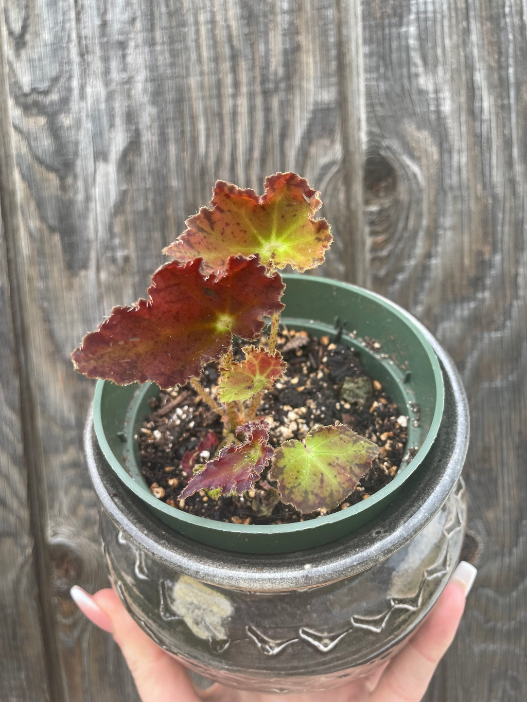 Variety of Begonias