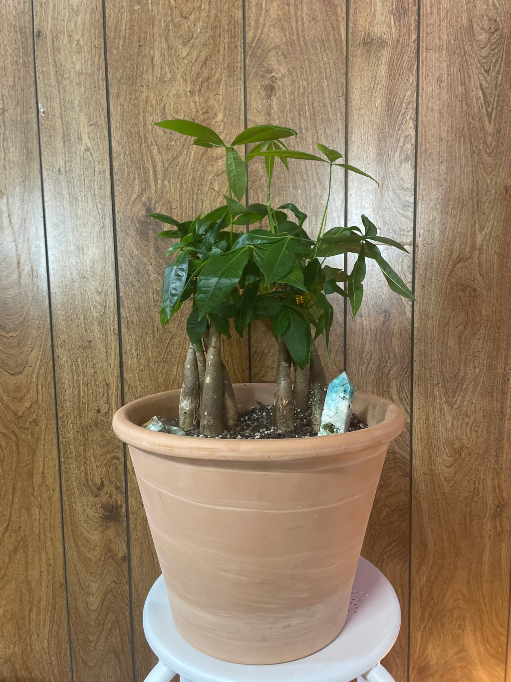 Money Trees and Stones