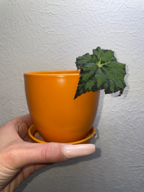 Rex Begonia