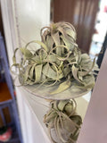 XXXL Air Plant