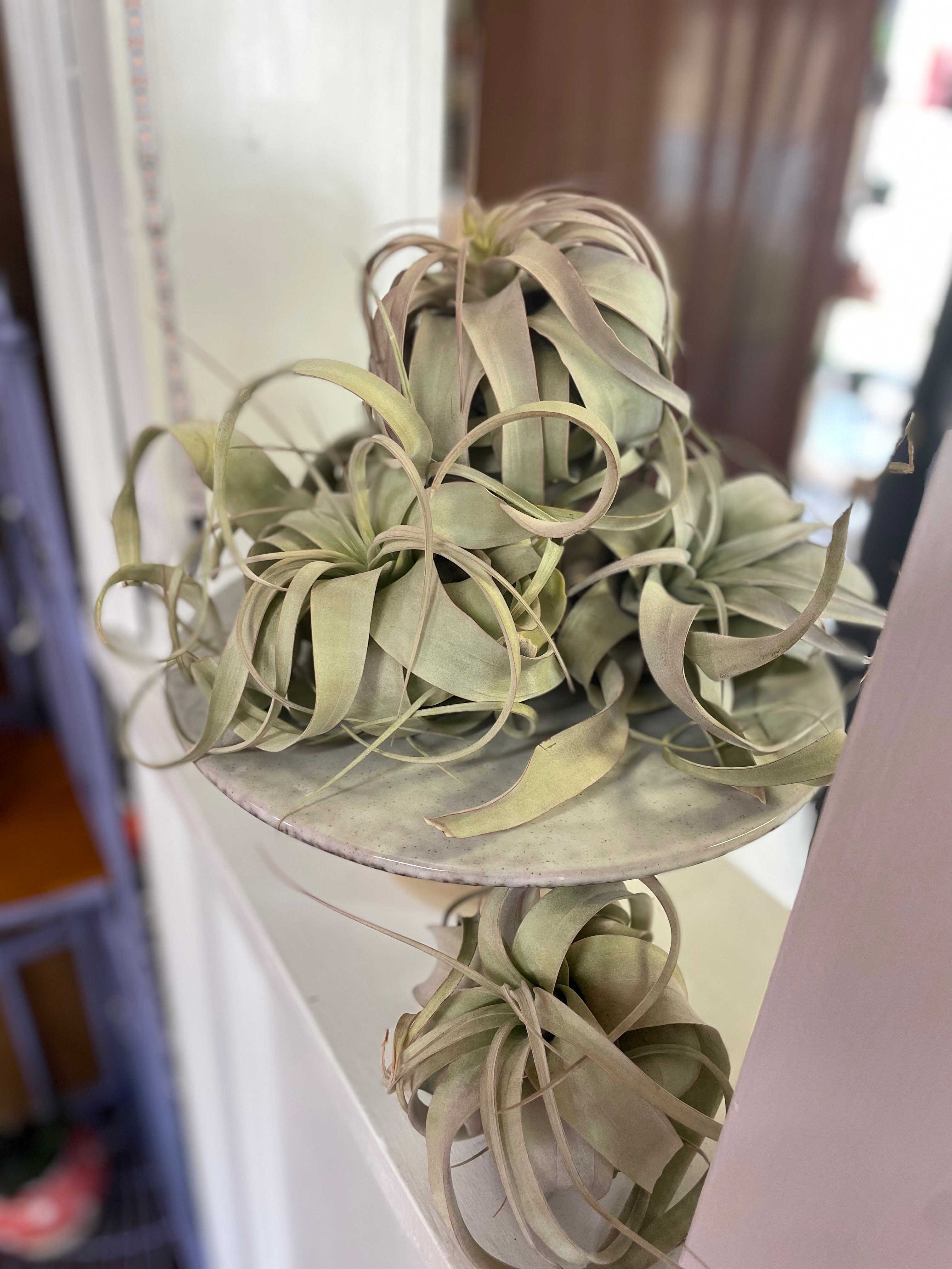 XXXL Air Plant