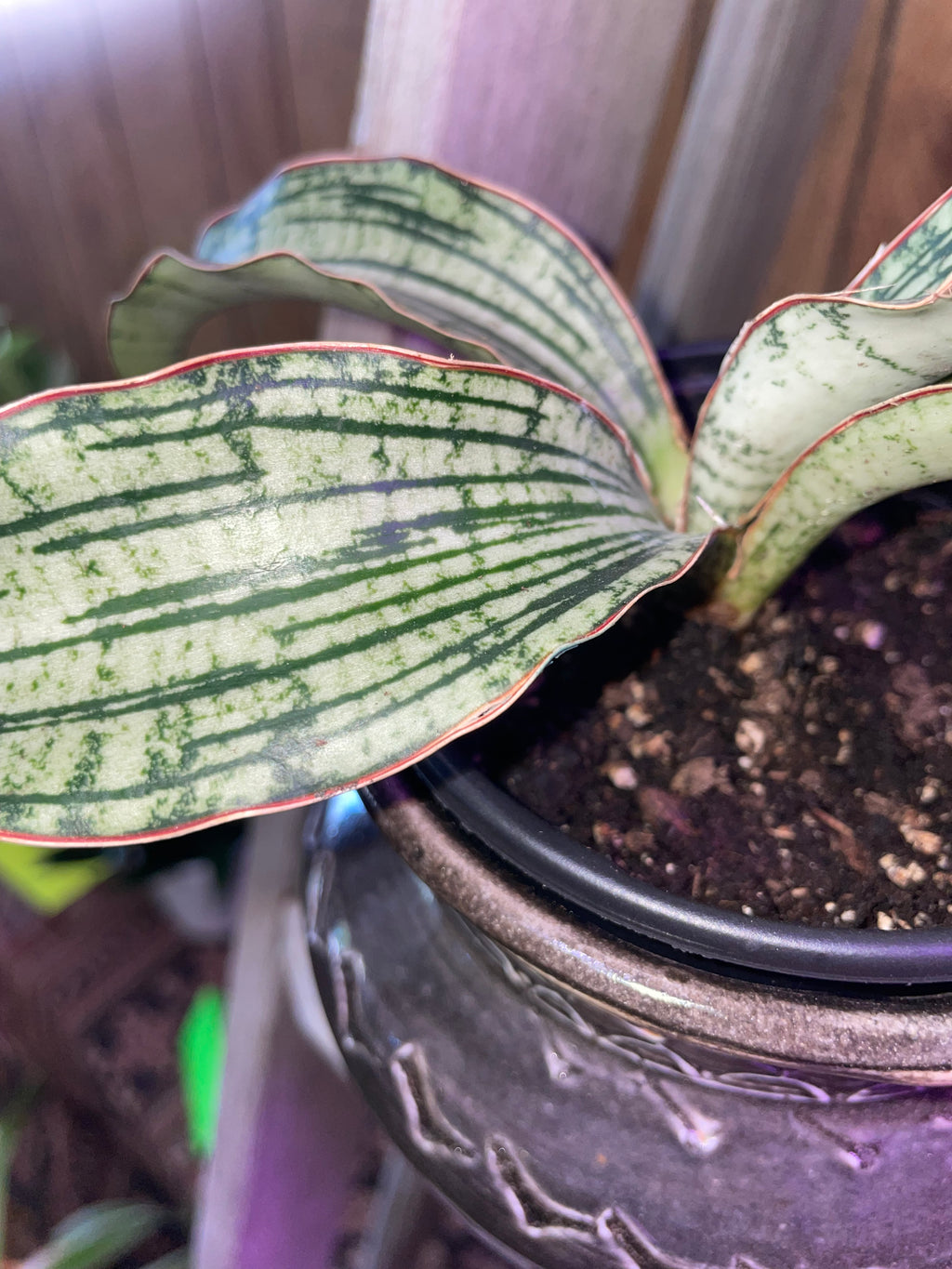 Cleopatra Snake Plant w pot