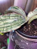 Cleopatra Snake Plant w pot