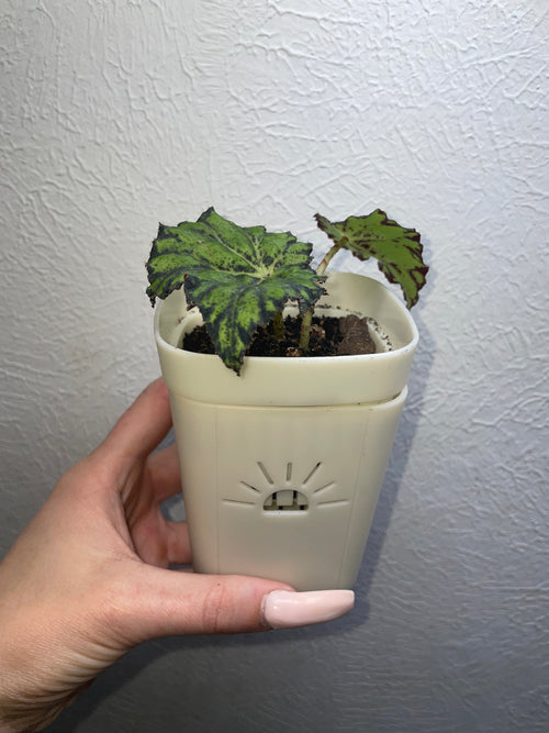 Rex Begonia