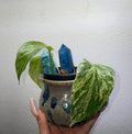 Marble Pothos