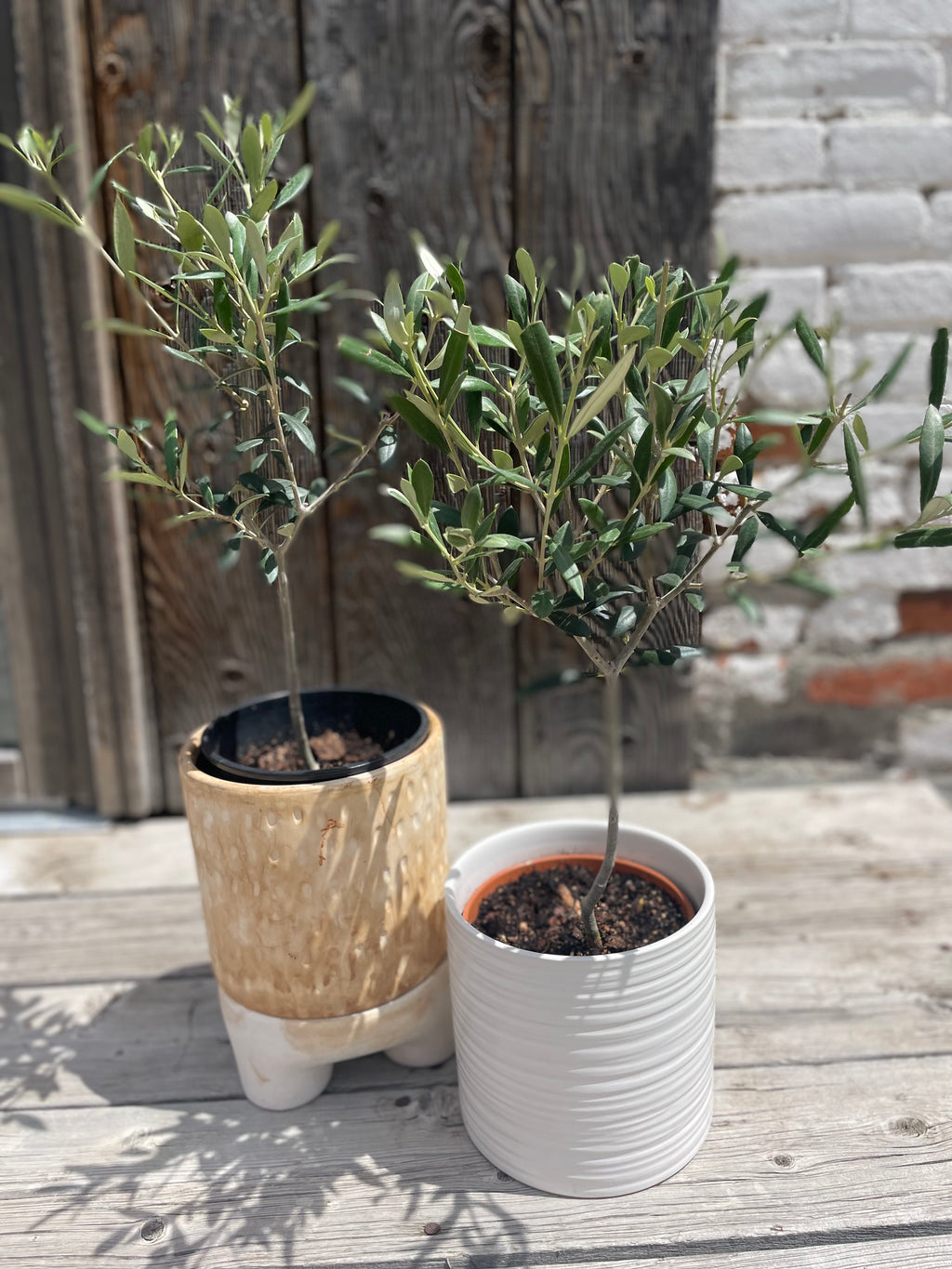 Olive Tree with pot