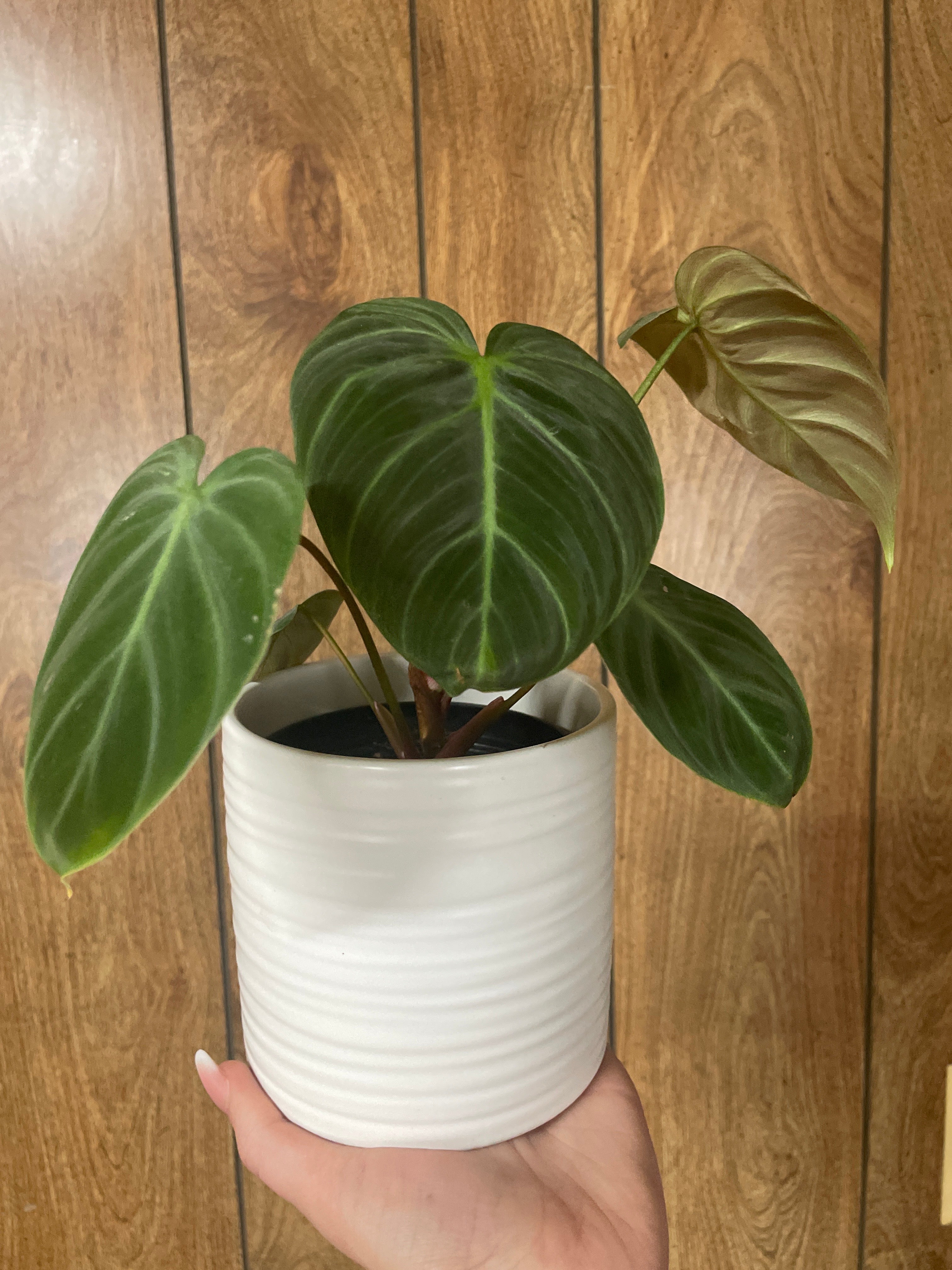 Black Gold Philodendron