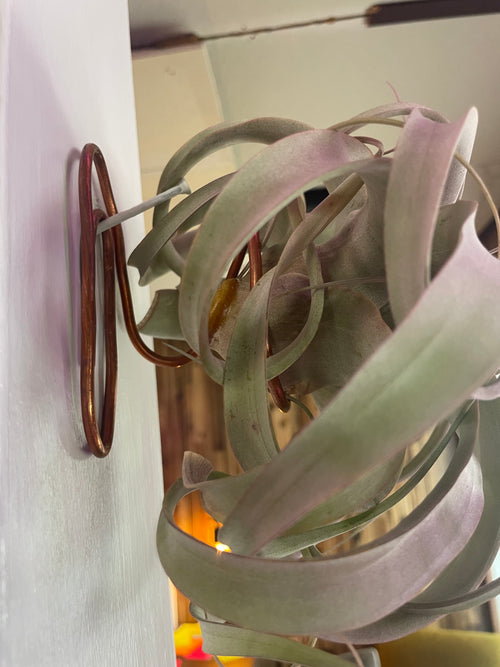Airplant and Stand